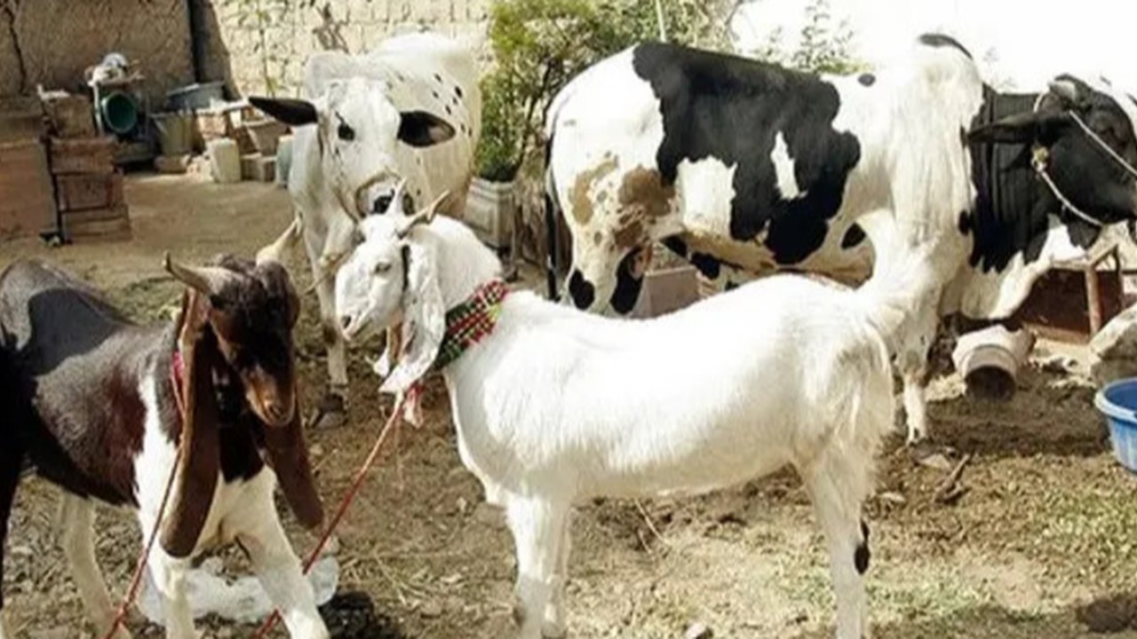 Krakatau Steel Salurkan 189 Hewan Kurban Senilai Rp2 Miliar