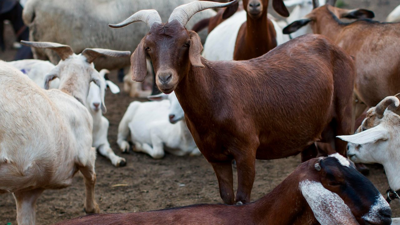 Dampak Stres pada Kambing dan Sapi terhadap Kualitas Daging