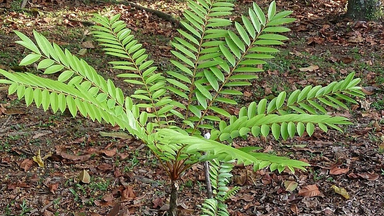 Ilustrasi Tongkat Ali