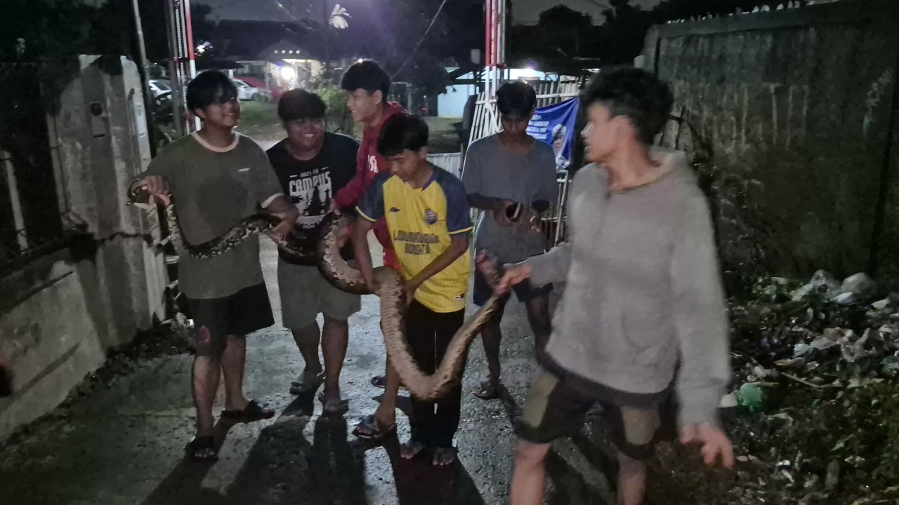 Geger Sanca Jumbo Berkeliaran di Pemukiman Warga Depok, Ini Penampakannya