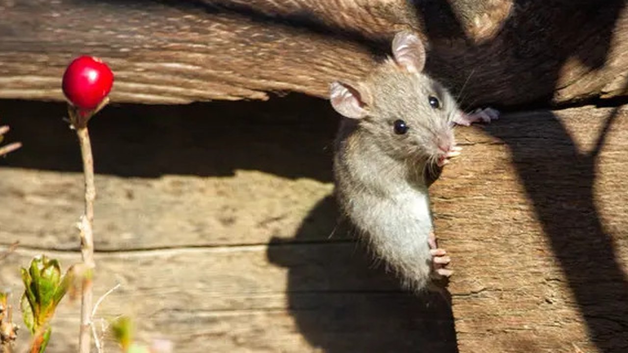 Ilustrasi Tikus/https://unsplash.com/Joshua J. Cotten