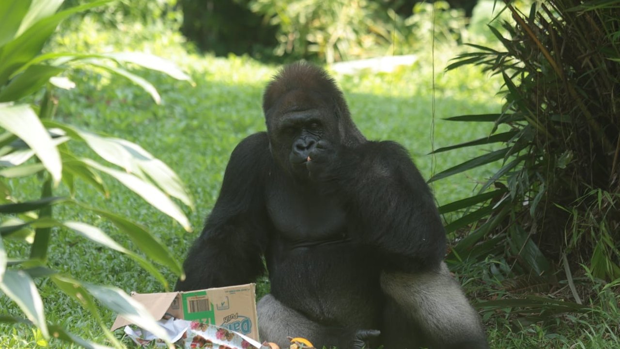 Tak hanya manusia yang berhak merayakan hari kelahirannya, satwa pun juga bisa ikut merasakan kebahagiaan dalam memperingati hari lahirnya. Di akhir pekan ini, Taman Margasatwa Ragunan merayakan Ulang Tahun kepada 2 individu Gorila saat long weekend ini.