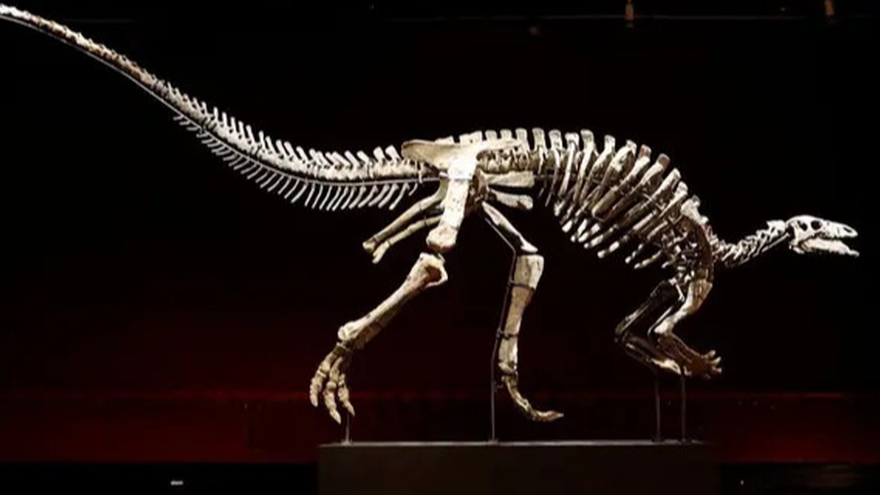Kerangka dinosaurus langka terjual seharga USD 44,6 juta di Balai Lelang Sotheby's New York. Ini menjadikan Stegosaurus ini fosil paling berharga yang pernah dilelang. foto:Sotheby's, Photo