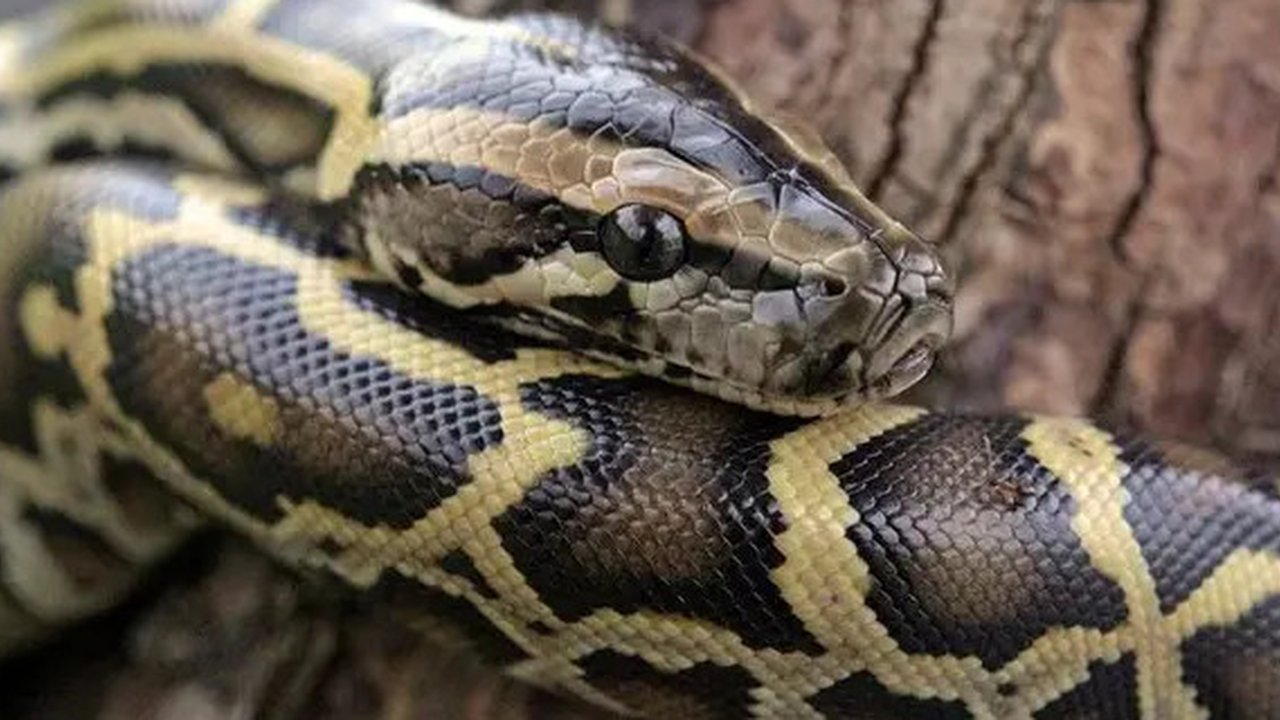 Ilustrasi Mimpi Bertemu Banyak Ular Credit: pexels.com/David