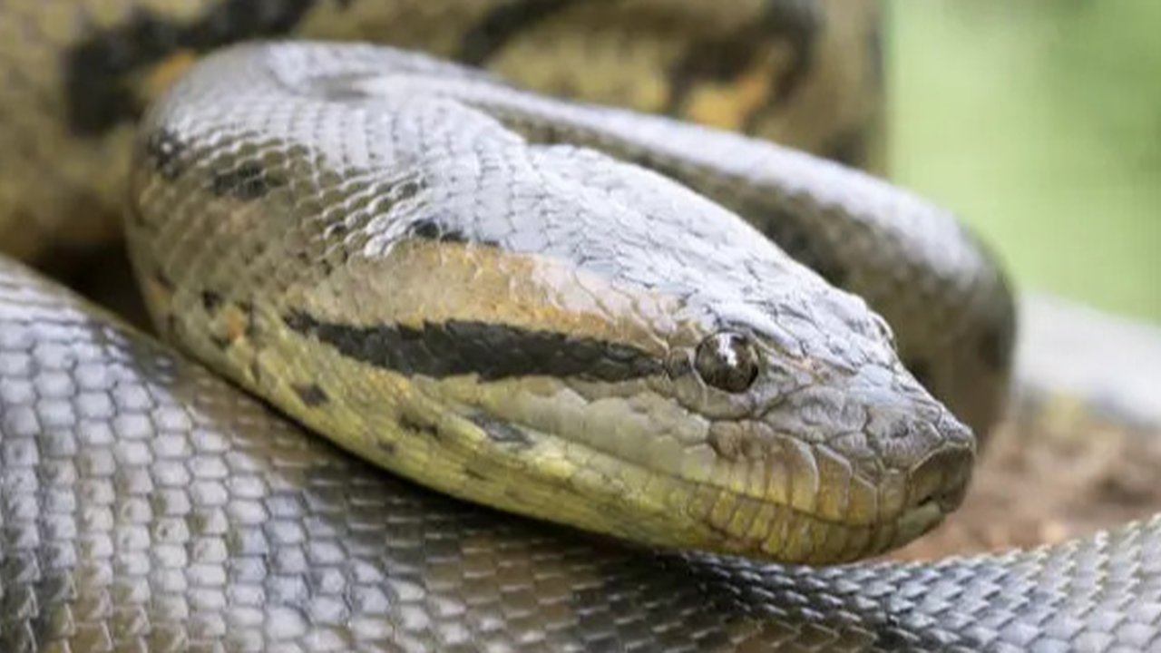 Ilustrasi ular dan ahli Ibadah (Created by Meta Ai)