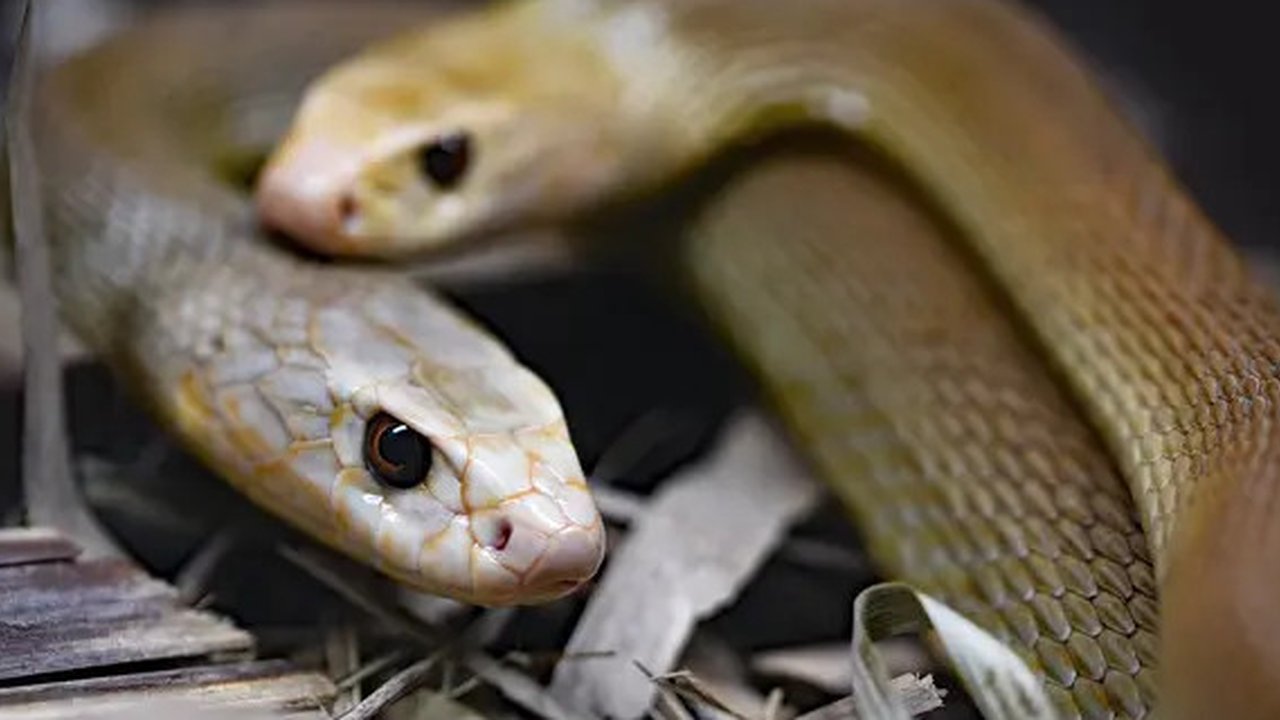 Ilustrasi ular dan ahli Ibadah (Created by Meta Ai)