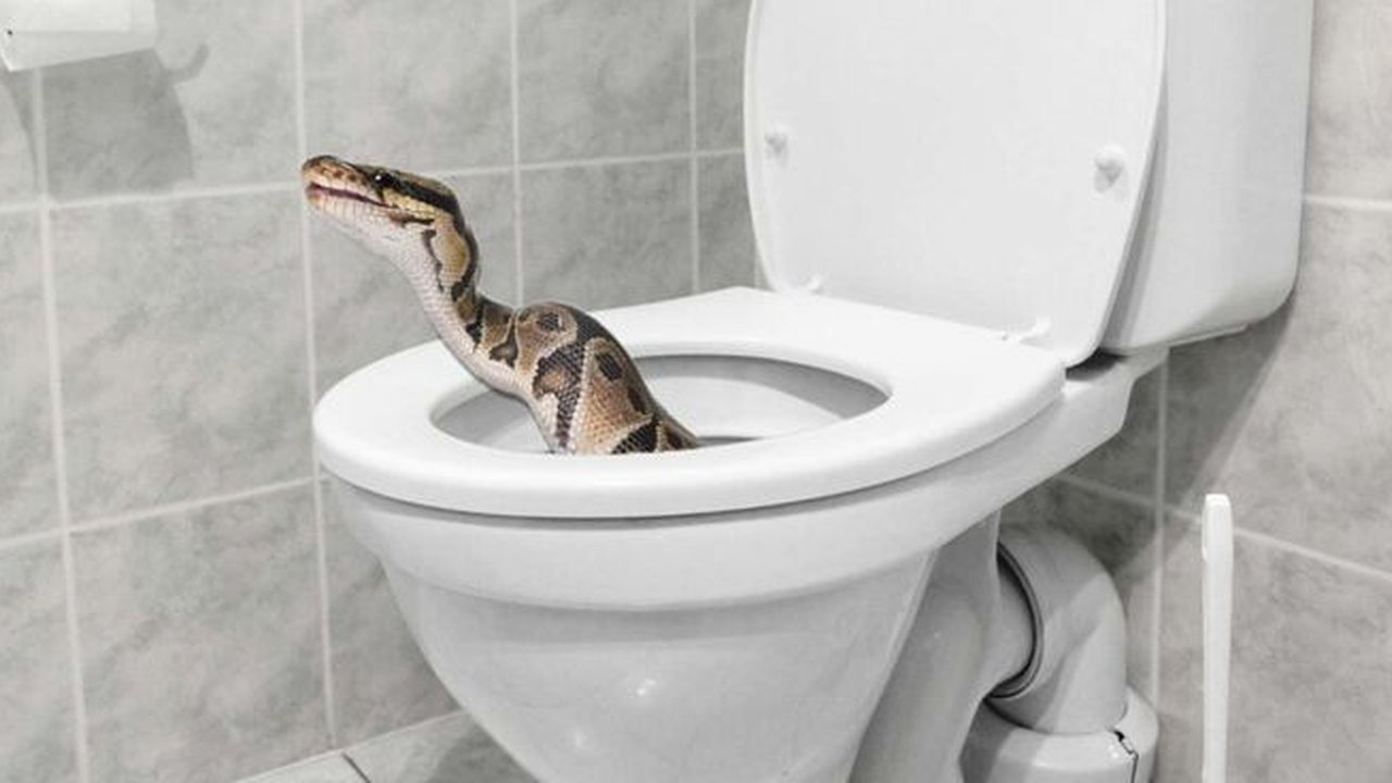 Ilustrasi Ular di Toilet Rumah