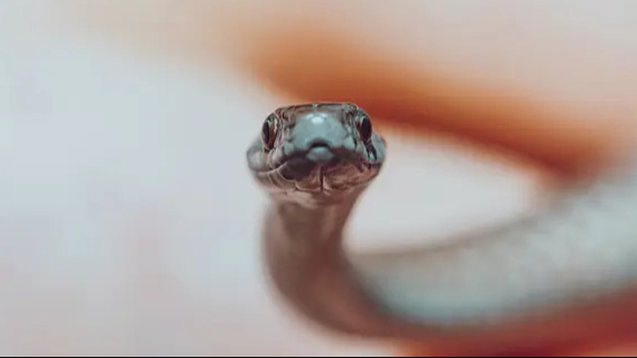 Ilustrasi Mimpi Bertemu Banyak Ular Credit: pexels.com/David