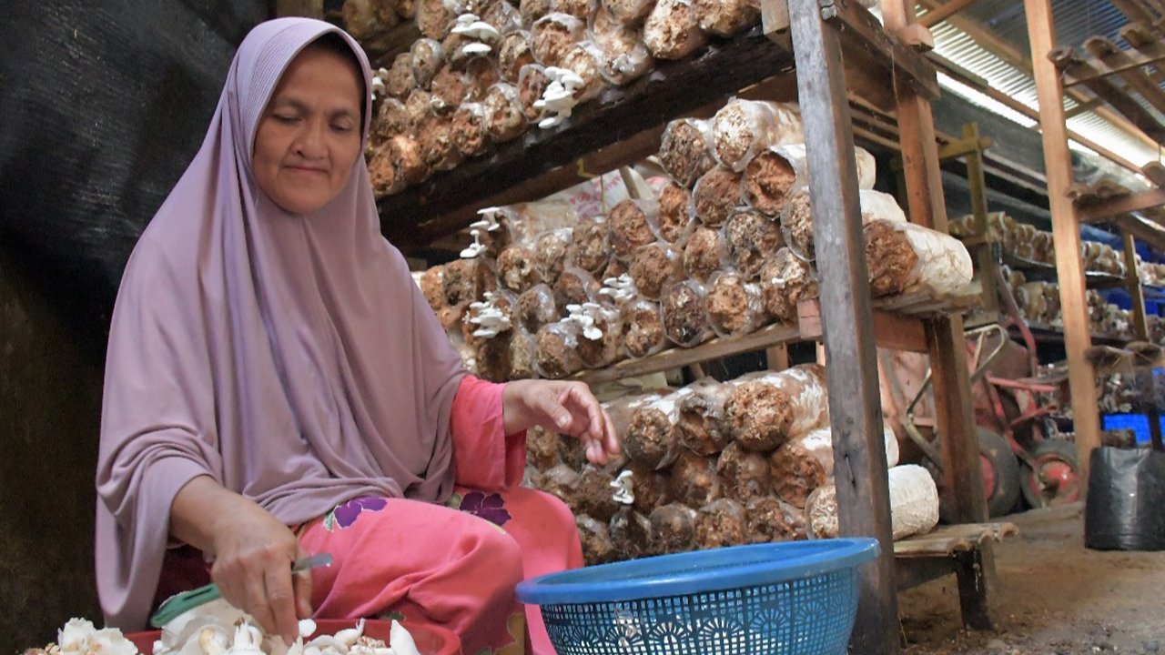 Menengok Usaha Budi Daya Jamur Tiram, Punya Prospek Bisnis Menjanjikan