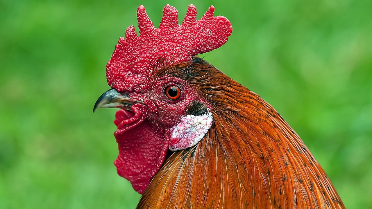 Ilustrasi ayam