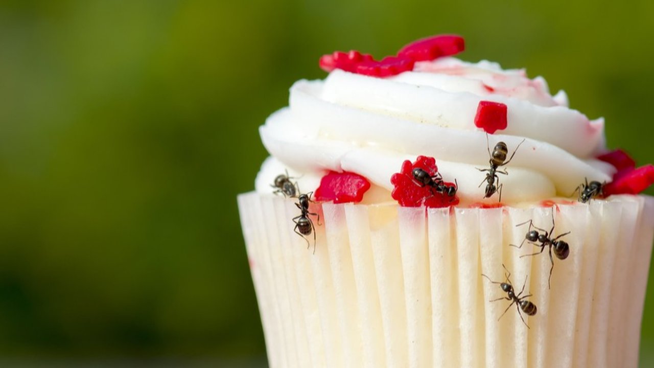 Cara Menjauhkan Semut dari Makanan