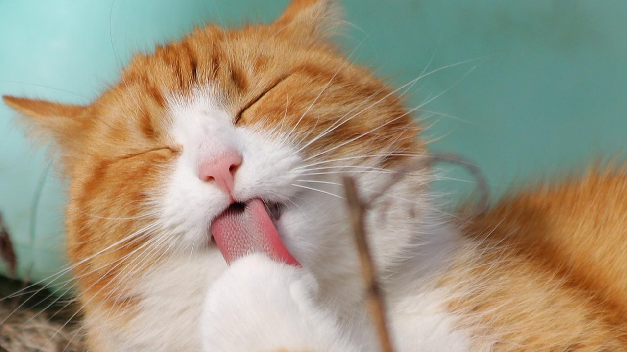 Ilustrasi kucing