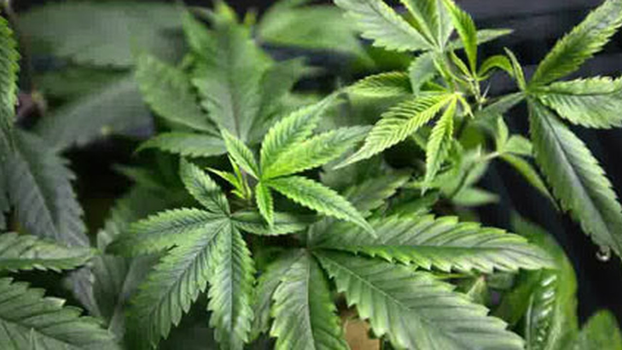 BNN Gandeng Unud Teliti Ganja Medis, DPR Ingatkan Tetap Objektif dan Hanya Untuk Medis
