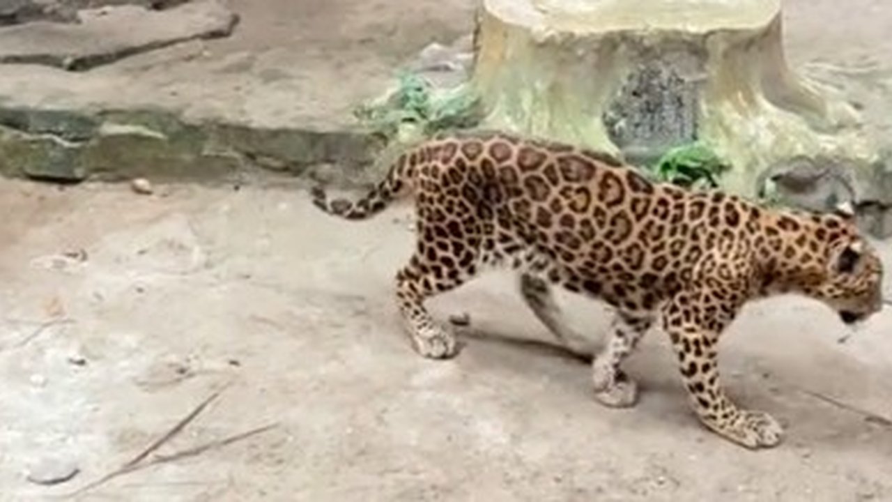 Jaguar kurus di Ragunan