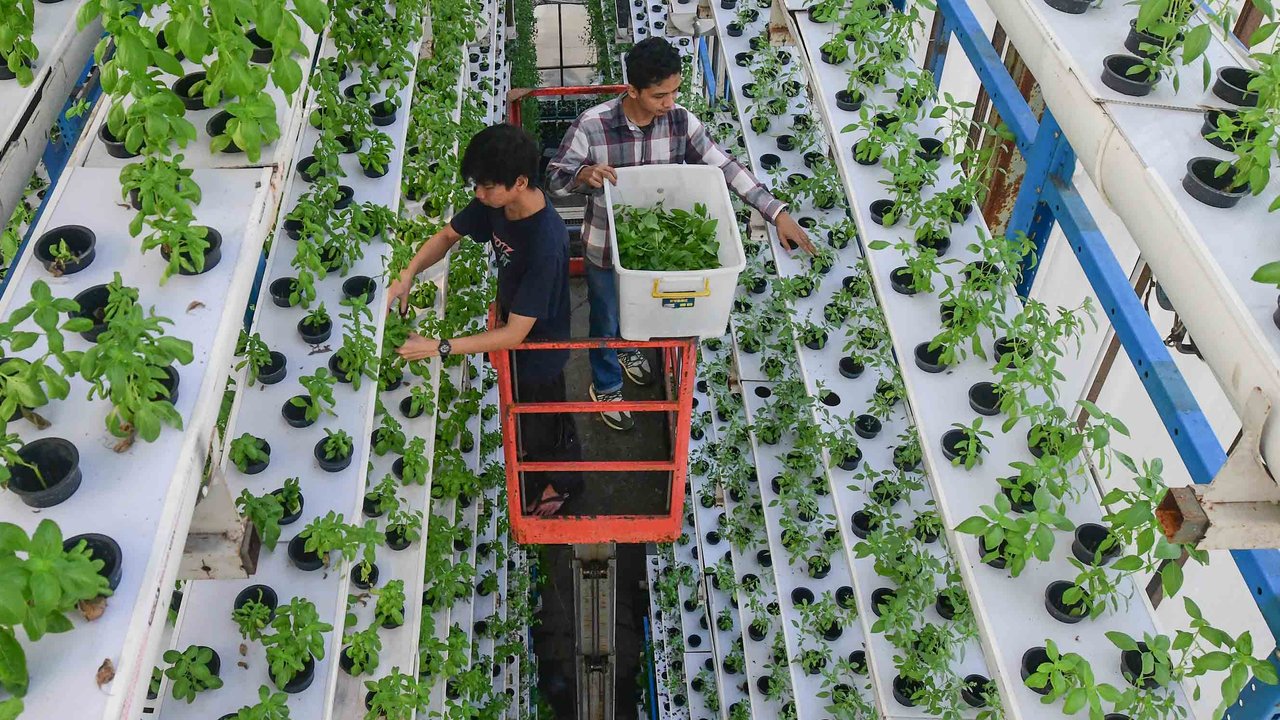 Pekerja melakukan panen sayuran hidroponik  pada areal vertikal farming Ladang Farm di kawasan Jakarta Selatan, Jumat (25/07/2025).