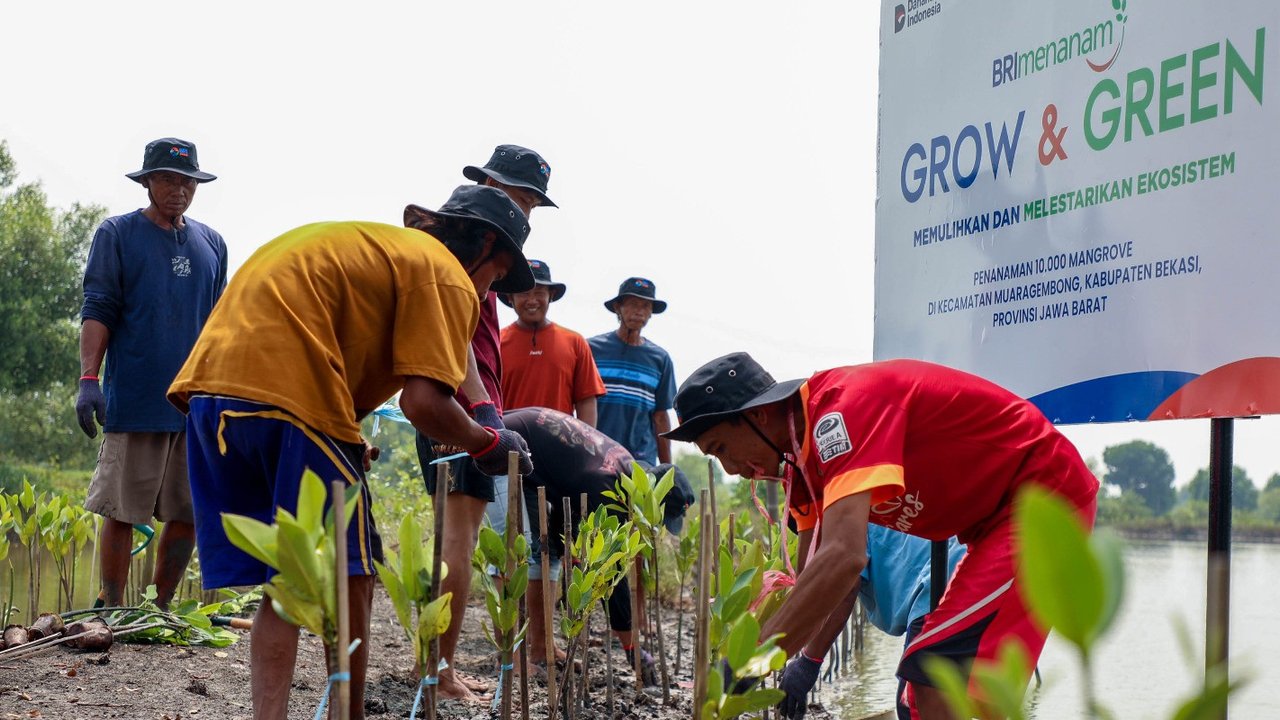 BRI Pertegas Komitmen Selamatkan Lingkungan Lewat Perbaikan Ekosistem Pesisir