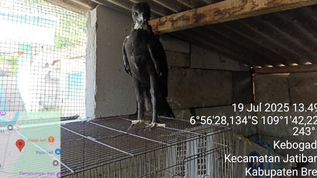 Nekat, Pemuda 23 Tahun Jual Elang Lewat TikTok Begini Nasibnya Sekarang