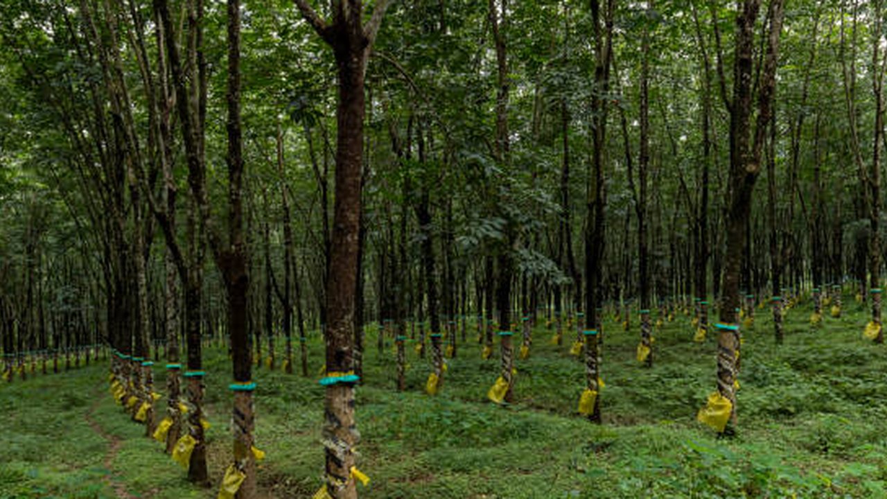 ilustrasi kebun karet