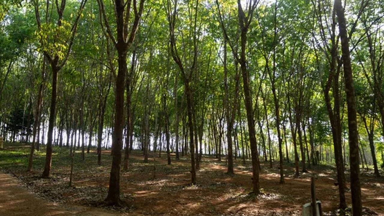 ilustrasi kebun karet