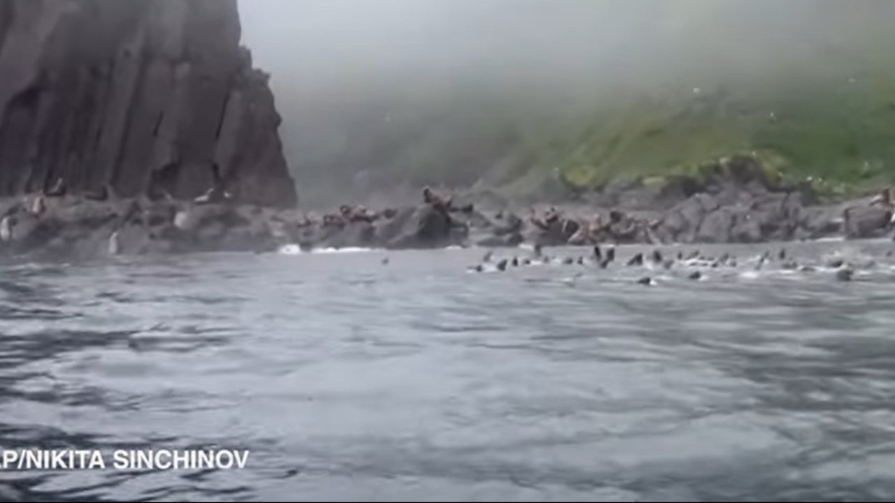 VIDEO: Insting Kuat Gerombolan Singa Laut saat Gempa M 8.8 Rusia, Kocar-kacir Lompat ke Laut Dalam