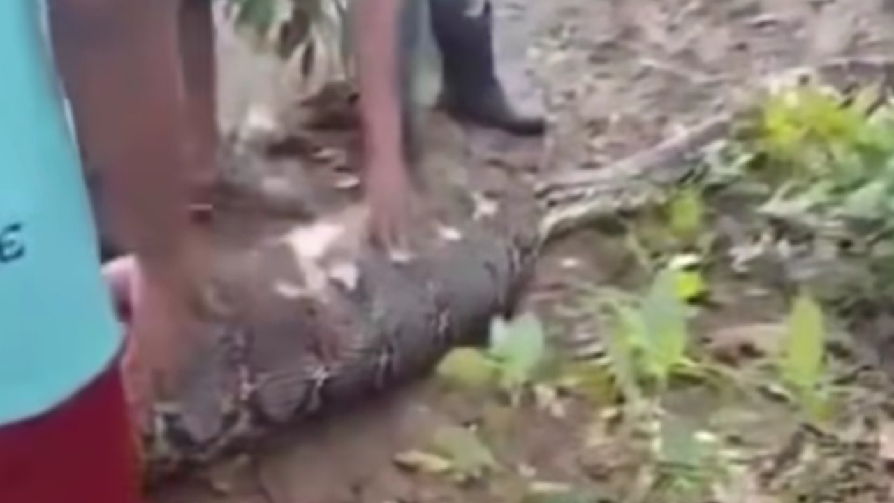 Ngeri! Ular Piton 8 Meter Telan Hidup-Hidup Seorang Kakek di Buton Selatan