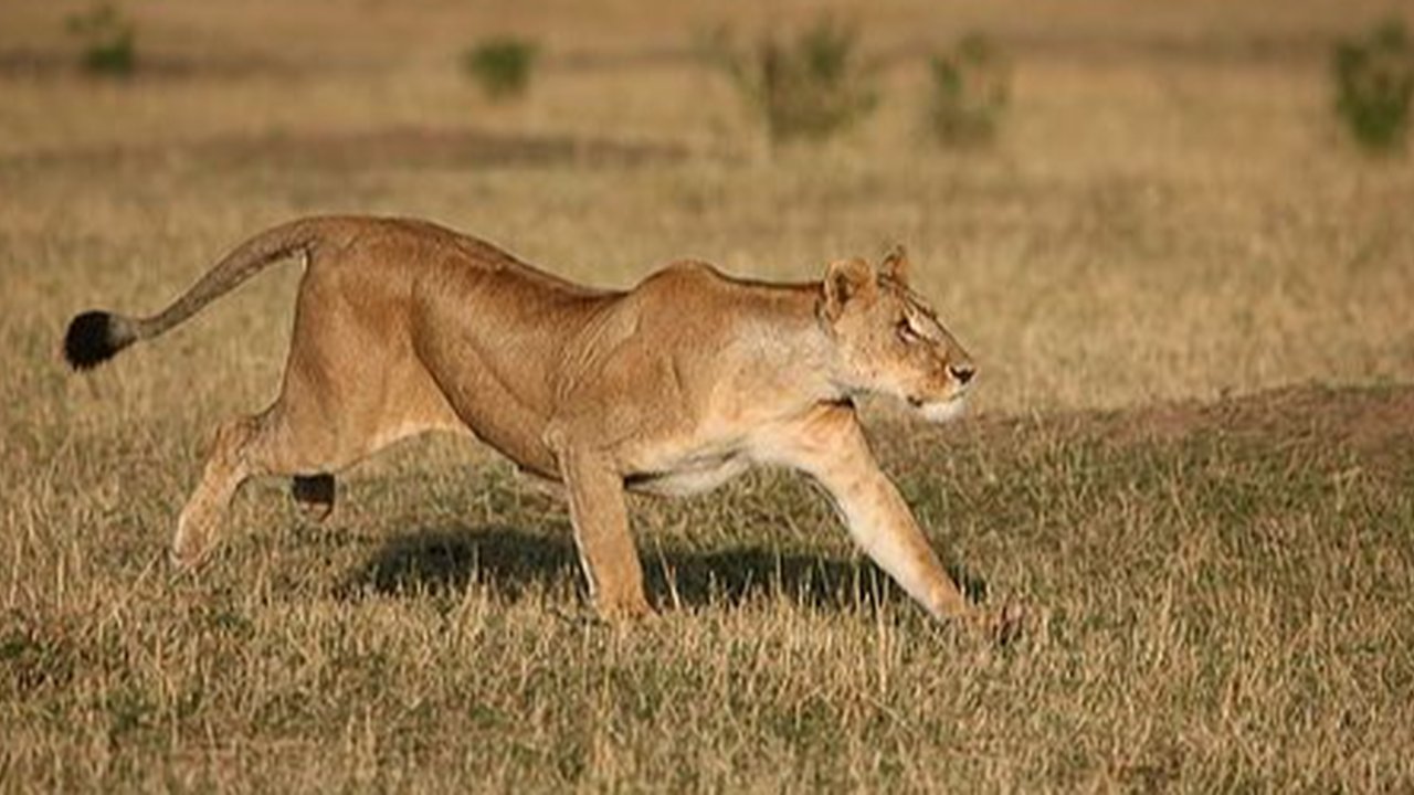 Singa kabur di Pakistan pada Minggu (6/6/2025). (X)