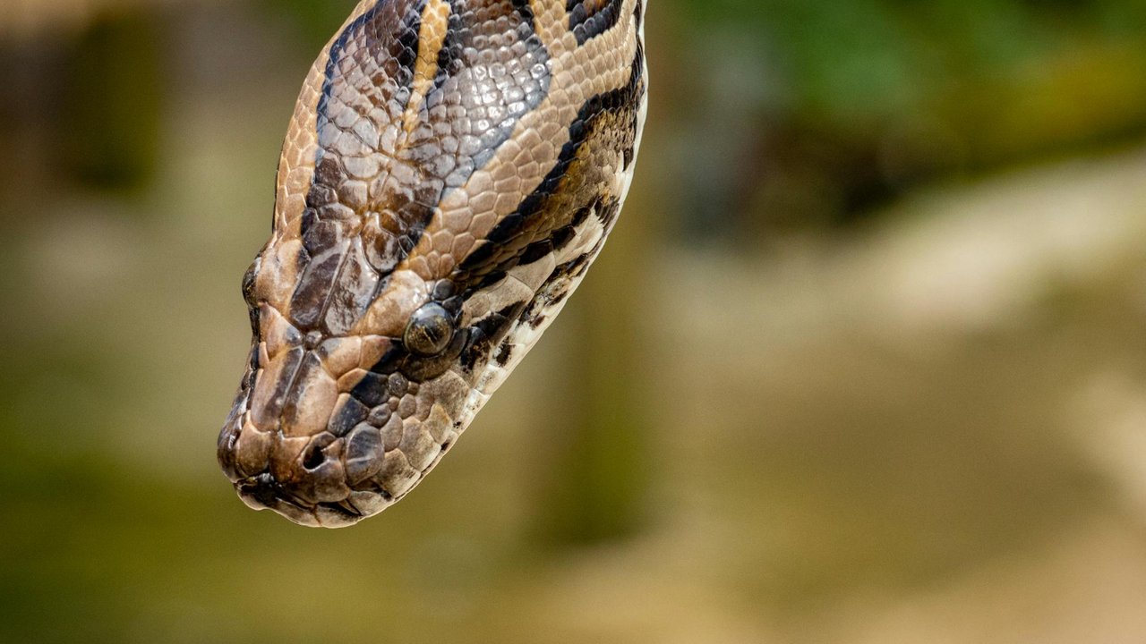 Tak Cuma di Sulawesi, Kasus Ular Makan Orang Pernah Terjadi di Negara Ini