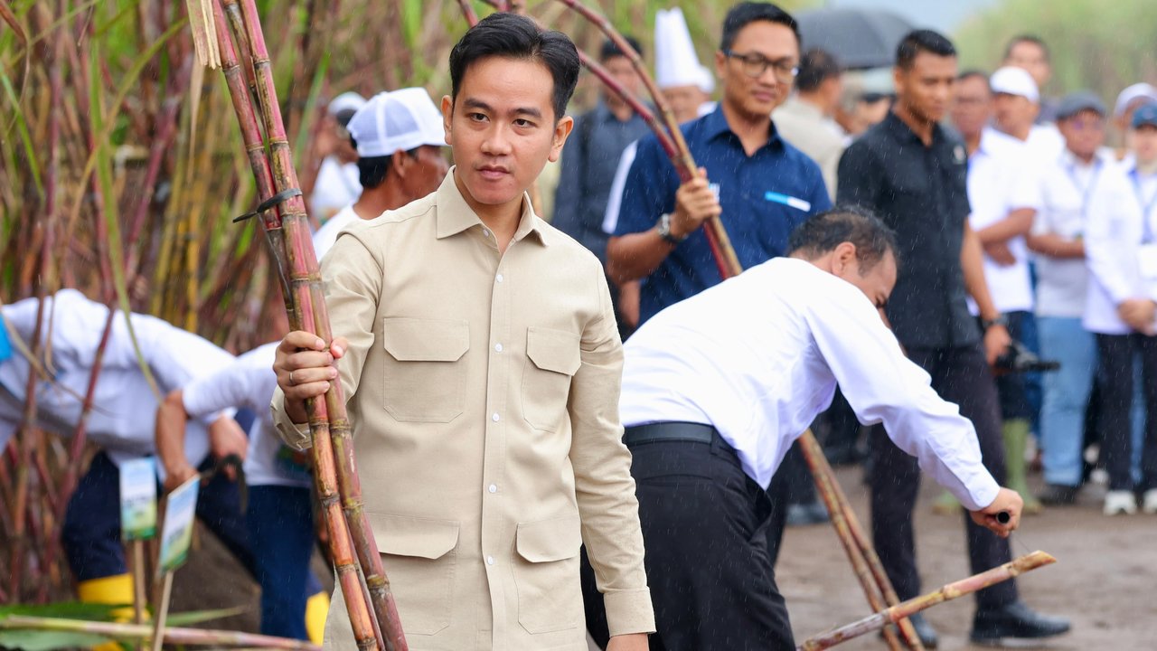 Wakil Presiden Gibran Rakabuming Panen Tebu di Banyuwangi