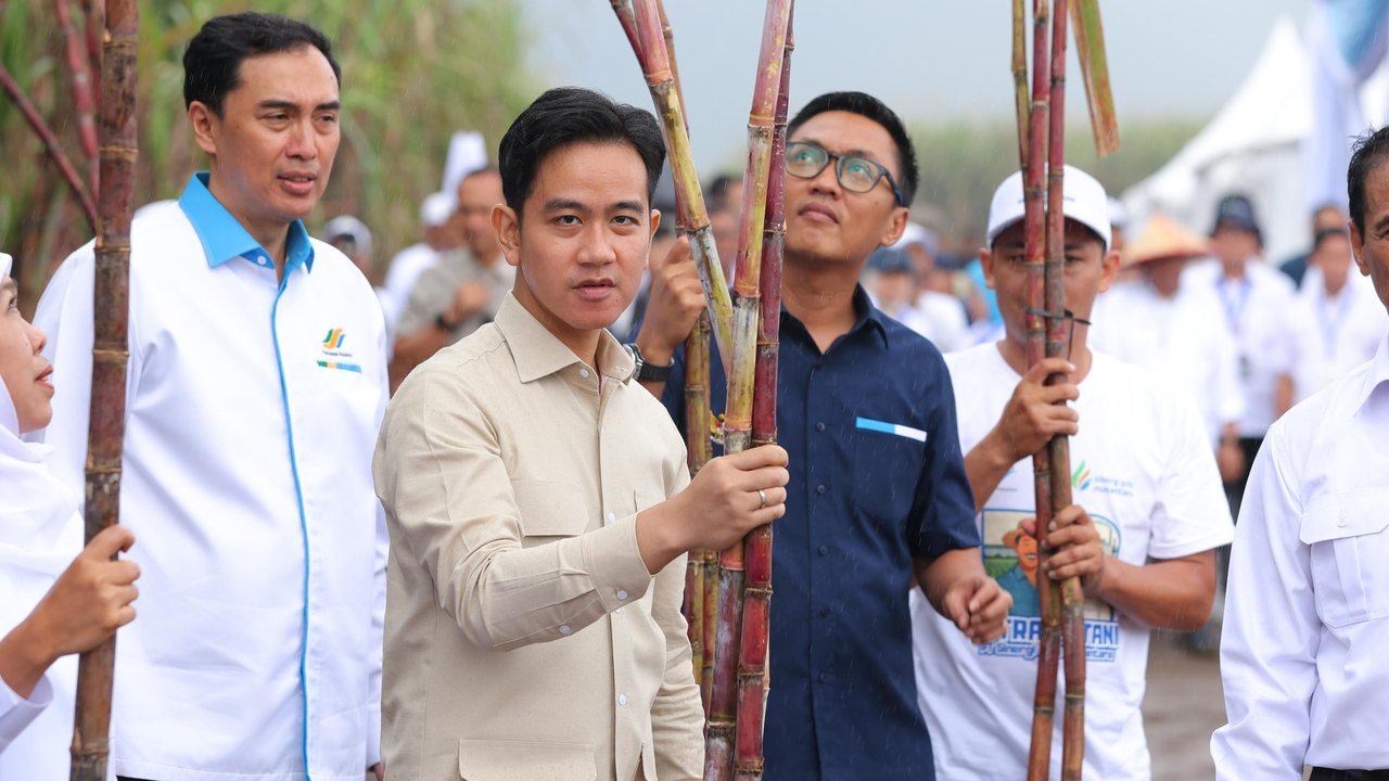 Wakil Presiden Gibran Rakabuming Panen Tebu di Banyuwangi