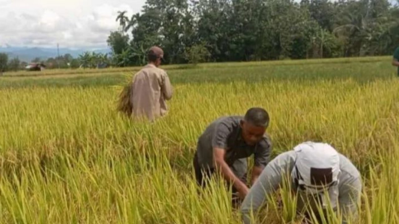 Kementan identifikasi ribuan hektare lahan potensial di Kaltim untuk cetak sawah baru, sebagai upaya percepatan swasembada pangan dan komoditas beras.
