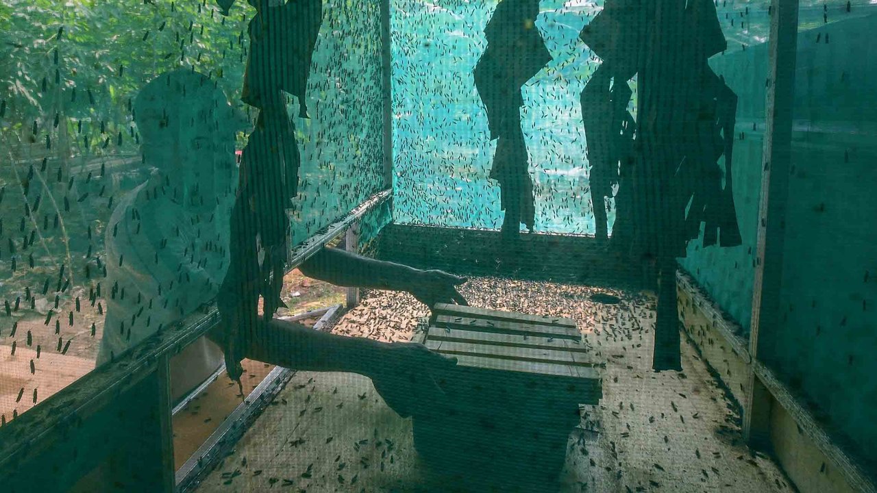 Budidaya maggot di Magot Taman Abadi yang dikelola Pokmas Karya Pemuda Beji Timur di Kelurahan Beji Timur, Depok, Senin (11/08/2025).