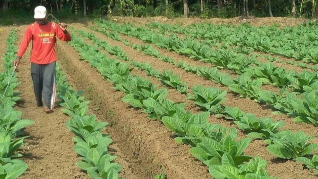 Bupati Klaten Desak Pencabutan Pasal Tembakau dalam PP 28/2024: Demi Lindungi Petani