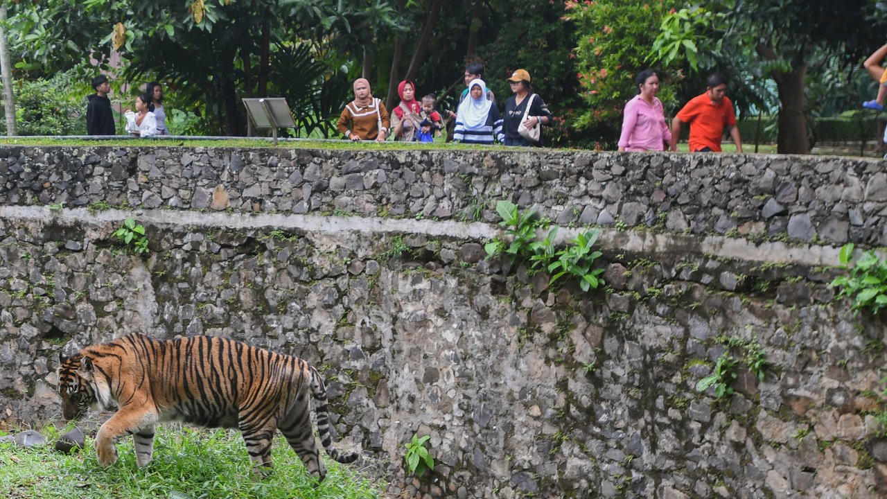 Taman Margasatwa Ragunan Bakal Dipoles, Buka Sampai Malam dan Punya Parkir Tingkat