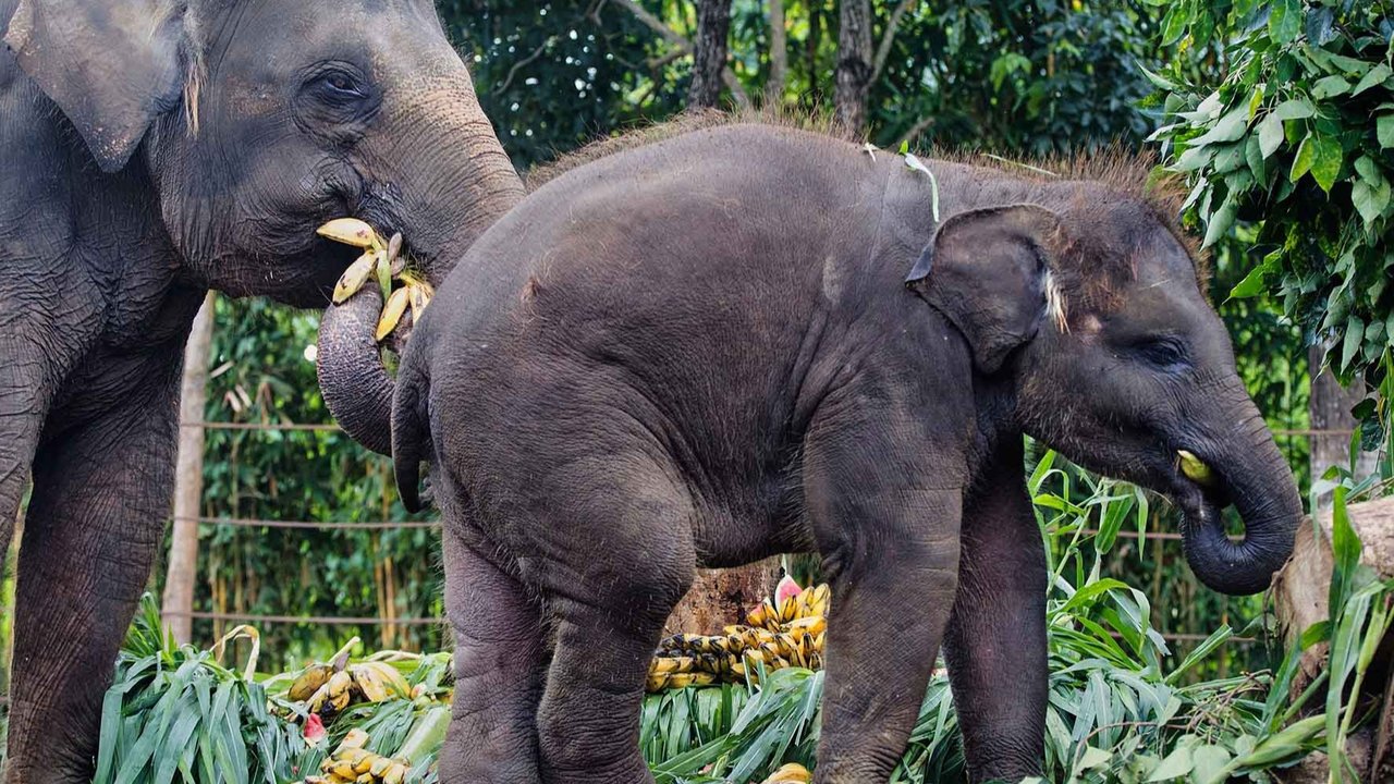 Hari Gajah Sedunia, BUMN Migas Sediakan Kebun Pakan Seluas Satu Hektare