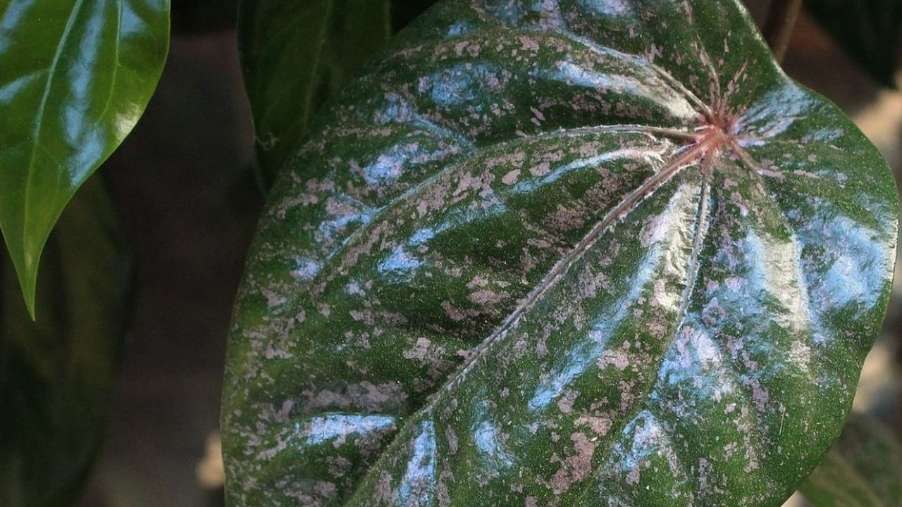 35 Manfaat Daun Sirih Merah dan Sirih Hijau untuk Kesehatan serta Kecantikan