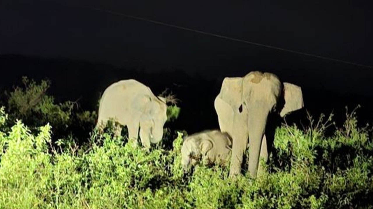 Taman Nasional Way Kambas di Lampung Timur menawarkan wisata minat khusus yang unik, memadukan pelestarian alam, pemberdayaan masyarakat, dan pengalaman tak terlupakan bagi wisatawan.