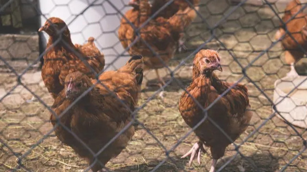 Ilustrasi ayam berkokok. (Gambar oleh Andreas Neumann dari Pixabay)