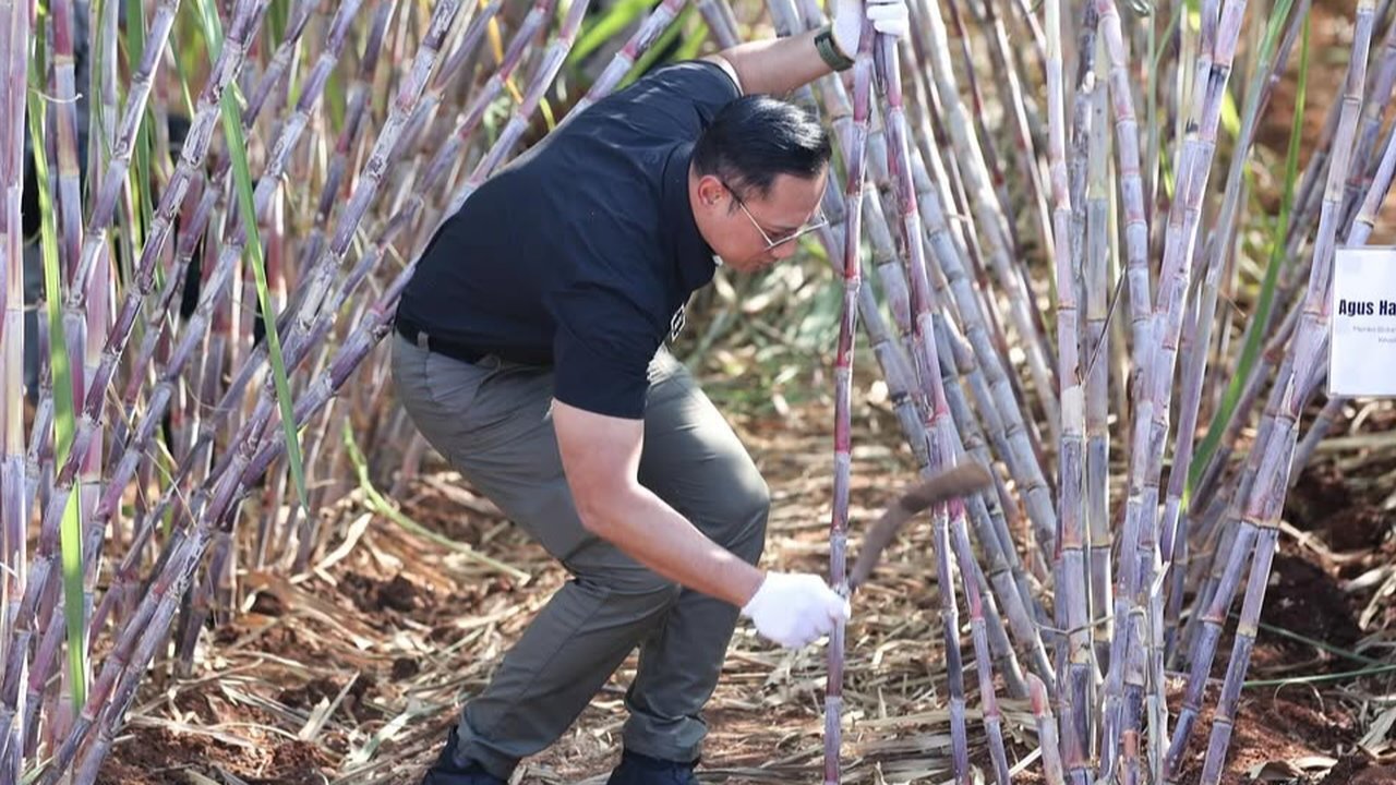 VIDEO: Gaya Keren AHY Berkaca Mata Hitam Panen Tebu di NTT, Batang Sekali Tebas Kelar