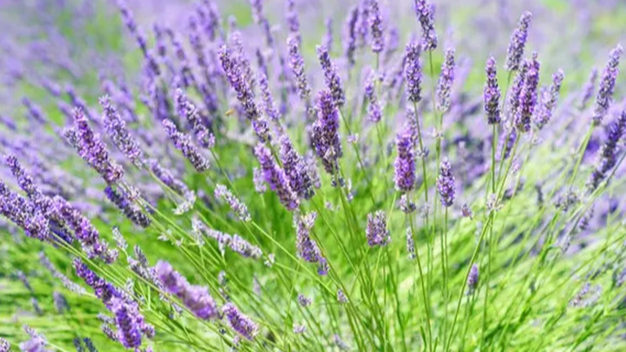 Ilustrasi lebah, hewan avertebrata. (Photo by Dustin Humes on Unsplash)