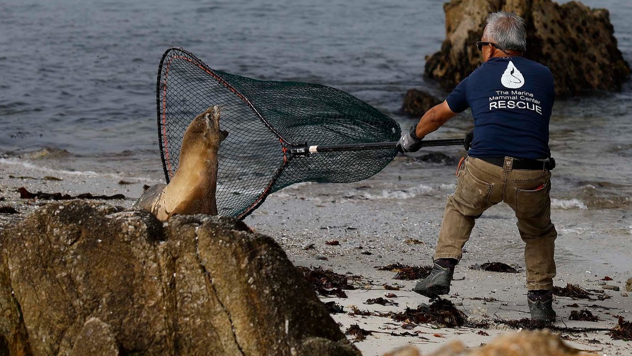 Relawan Pusat Mamalia Laut, melemparkan jaring ke arah singa laut California yang sakit saat penyelamatan  di Pebble Beach, California, AS, Rabu (20/08/2025).