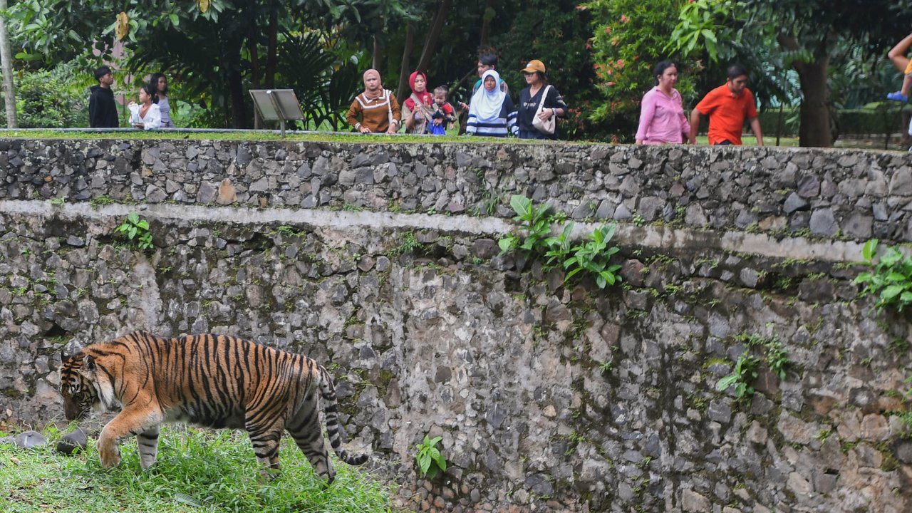 Kebun Binatang Ragunan Bakal 'Dipoles', Ada Pembagian Zona Satwa