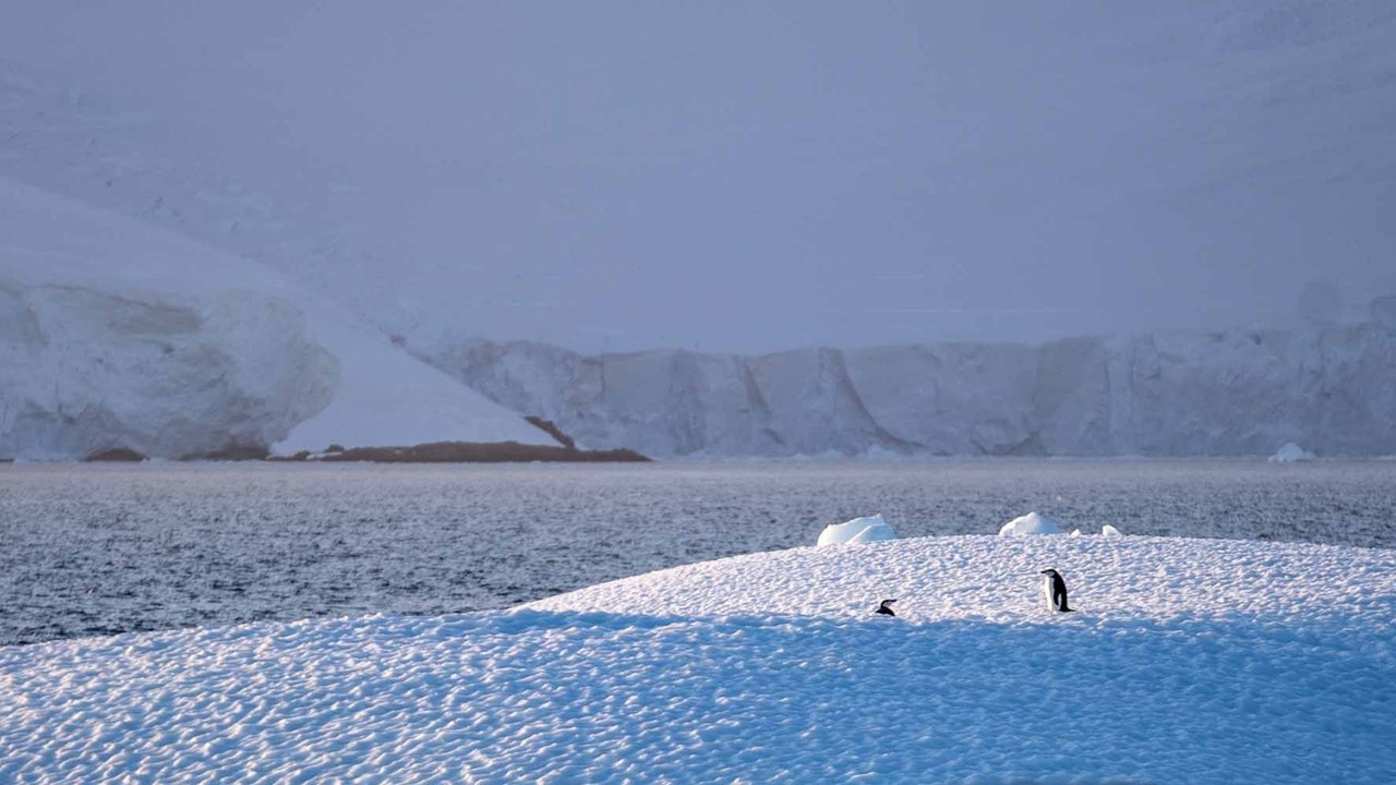 Sepasang penguin di wilayah di Antartika, Rabu (20/08/2025).