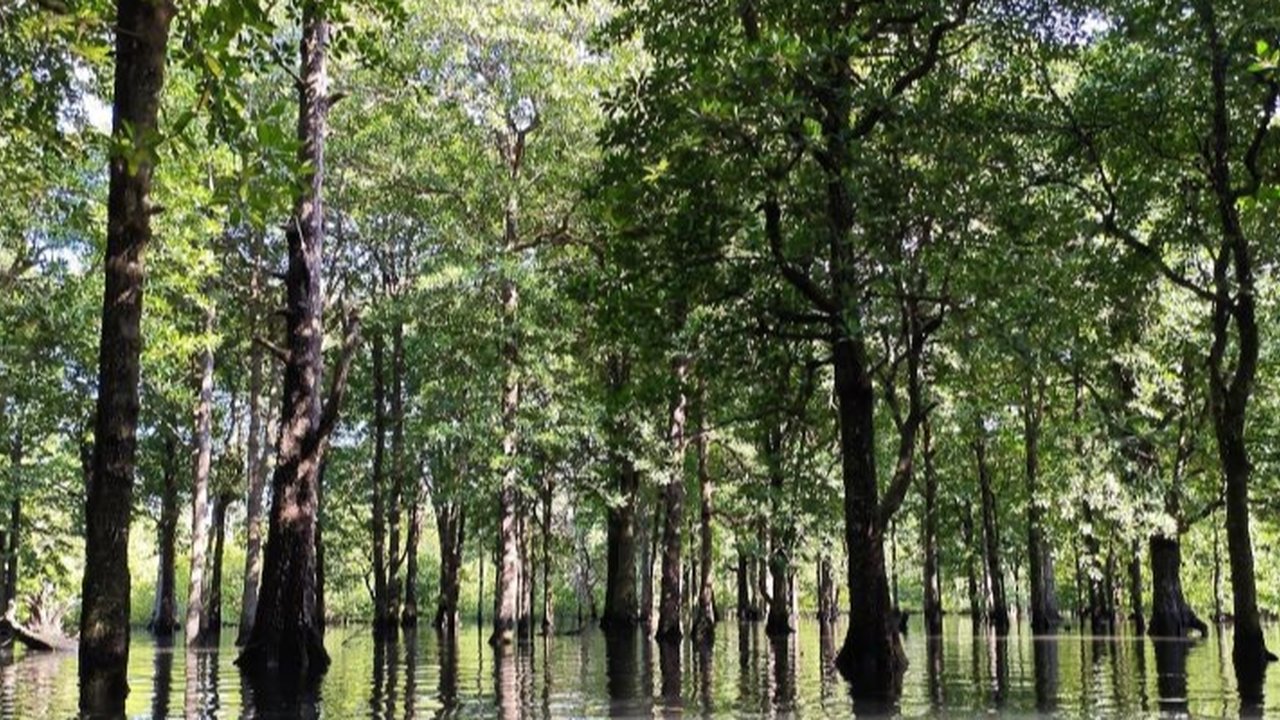 Anak Muda Dilibatkan Aksi Nyata Pelestarian Lingkungan, Jadi Solusi Menekan Emisi Karbon