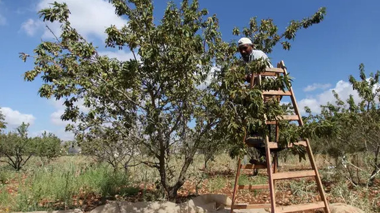 Petani Palestina Abdullah Hanni memetik badam hijau di Desa Beit Furik, Nablus timur, Tepi Barat (9/7/2020). Buah badam merupakan buah yang dihasilkan oleh pohon Prunus dulcis. (Xinhua/Nidal