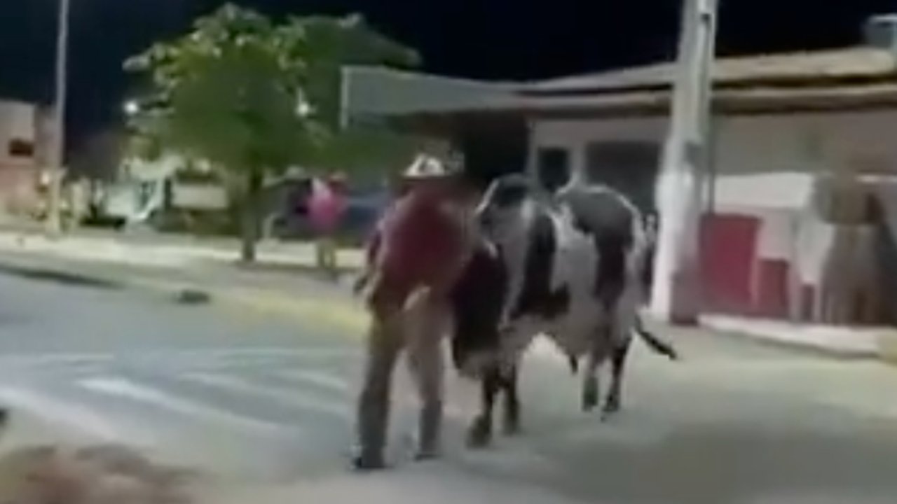 Kocak Seekor Sapi Tuntun Majikannya yang Mabuk Pulang ke Rumah, Aksi Ini Viral Sampai Bikin Netizen Ngakak