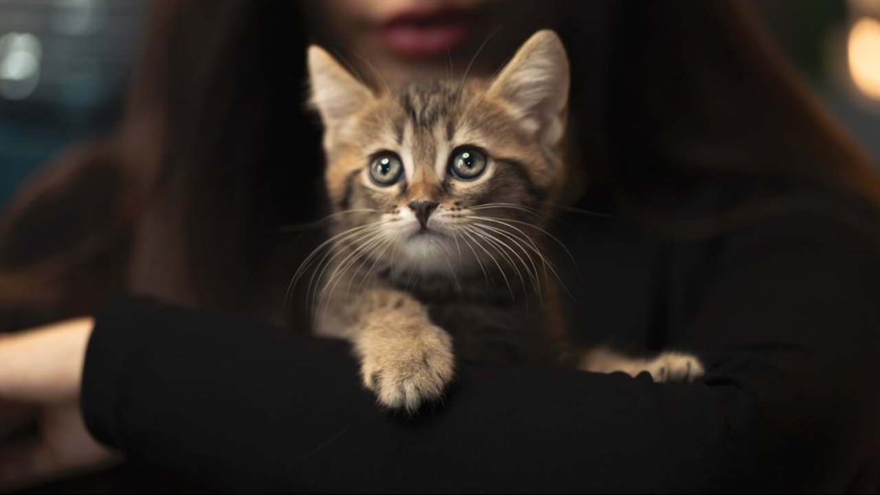Ilustrasi kucing berjalan di teras rumah (dibuat oleh AI)