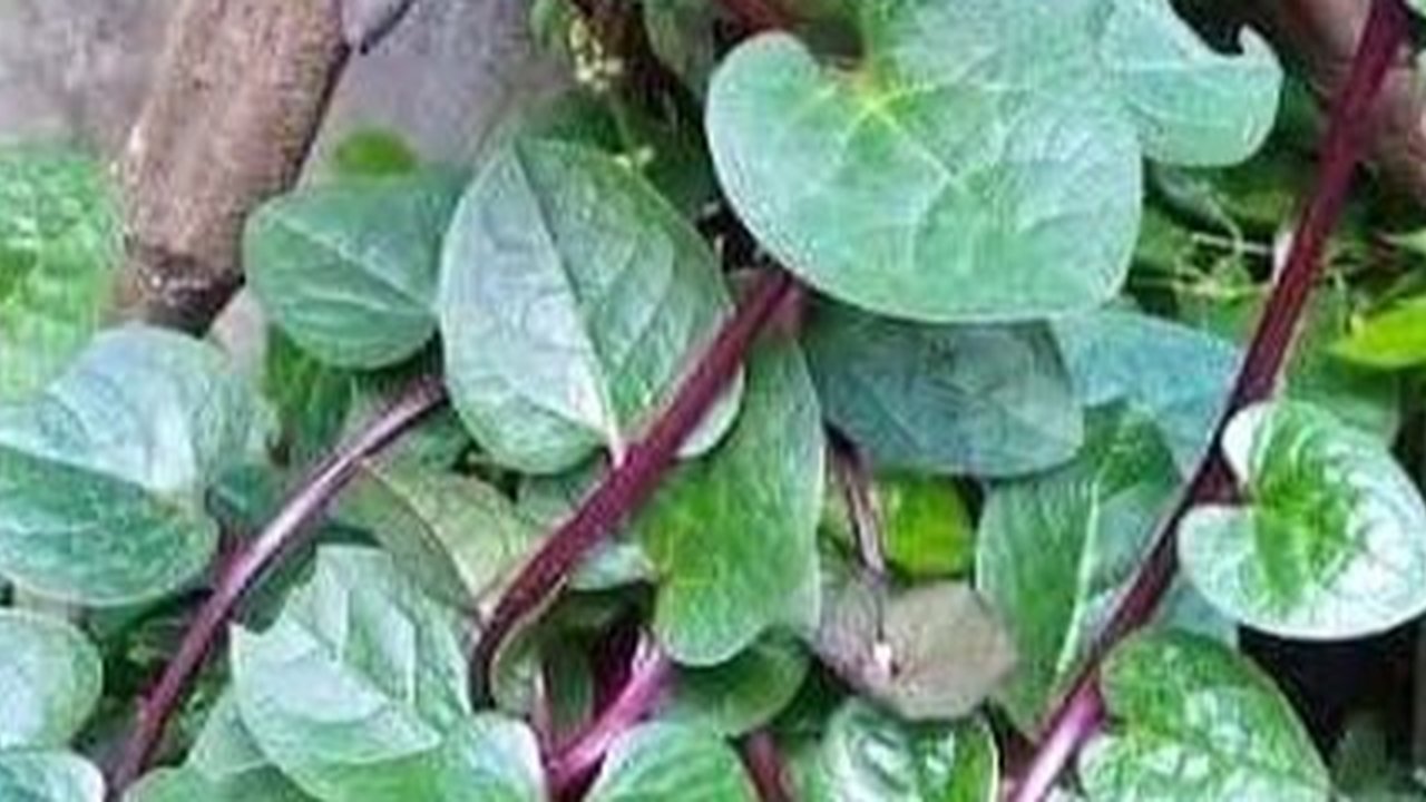 daun binahong