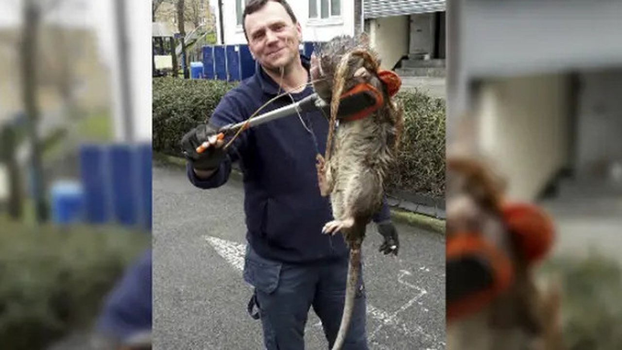 Ukuran seekor tikus, biasanya tidak lebih besar dari seekor kucing.