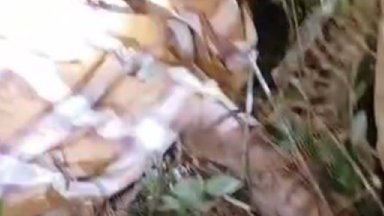 Petani di Lampung Barat Tewas Diduga Diserang Harimau di Kawasan TNBBS