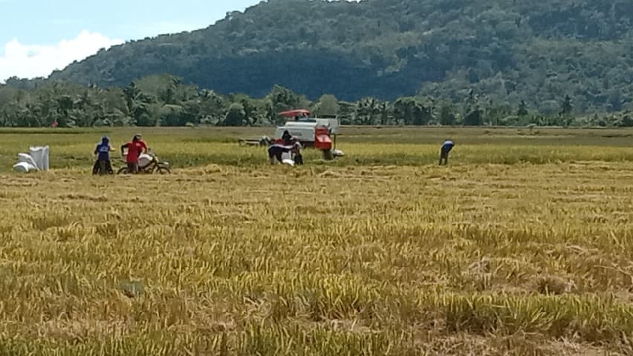 BPS: Januari–Oktober Diperkirakan Indonesia Catat 31,04 Juta Ton Beras